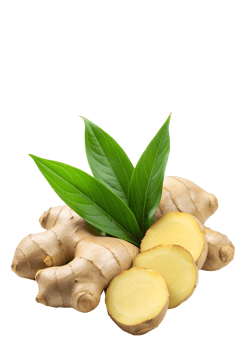 Whole ginger and fresh slices on a solid background png