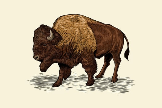hand drawn bison colored illustration vector