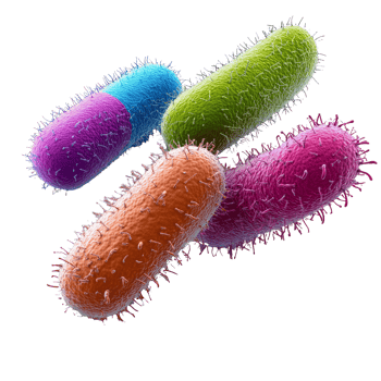 Vibrant bacteria illustration under a microscope, cut out transparent png