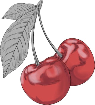 Cherry fruit colored hand drawn illustration vector