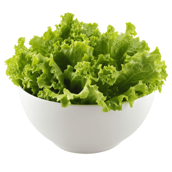 Fresh lettuce in a white bowl, cut out transparent png