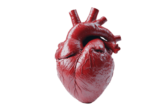 Detailed Anatomical Human Heart Model png
