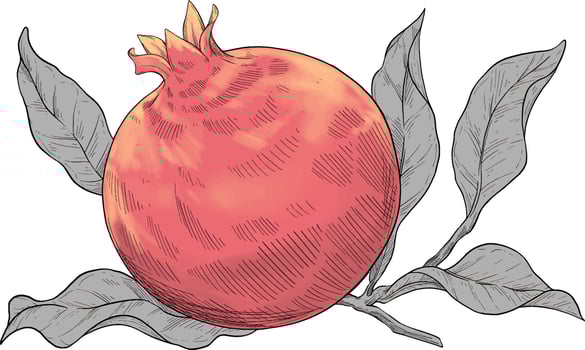 Pomegranate fruit colored hand drawn illustration vector