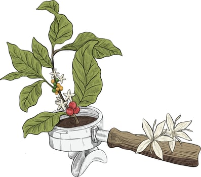 Portafilter with coffee plant growing there colored illustration vector
