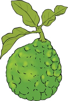 Bergamot fruit painting botanical illustration vector