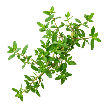 Vibrant green thyme sprig on display, cut out transparent png