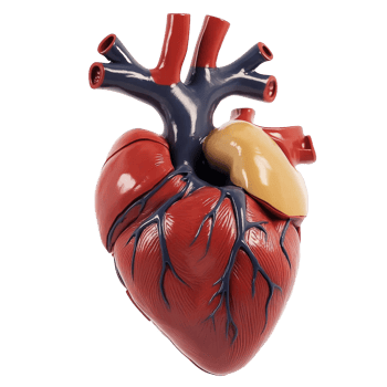 Anatomical model of heart and kidney, cut out transparent png