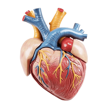 Anatomical model of the human heart, cut out transparent png
