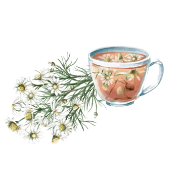 Composition of a cup of chamomile tea and a bouquet. Isolated watercolor illustration for the design of tea shops, phytoblogs, pharmacies, packaging png