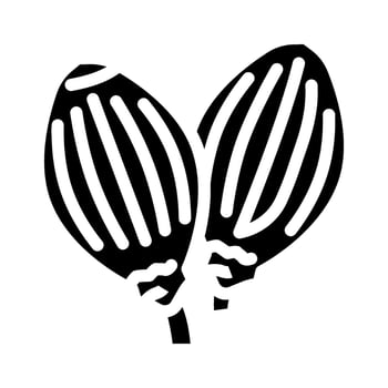 coriander seeds ayurvedic herb glyph icon illustration vector