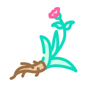 jatamansi ayurvedic herb color icon illustration vector
