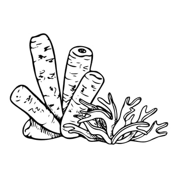 Black and white tube sponge coral with seaweed illustration in line art style. Red sea underwater marine animal and plant ink sketch for tropical ocean nature and aquarium reef designs vector
