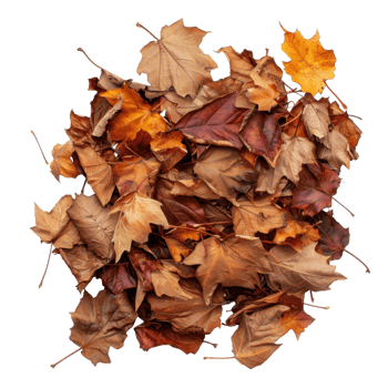 A Cluster of Brown and Orange Autumn Leaves png