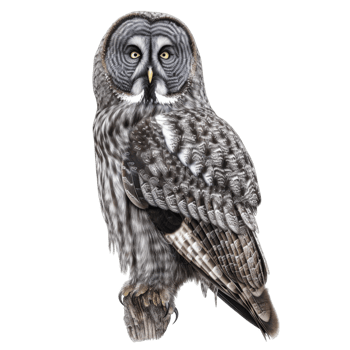 A Close-Up Portrait of a Great Grey Owl with Yellow Eyes png