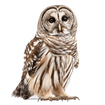 Barred Owl with Dark Eyes and Sharp Talons png