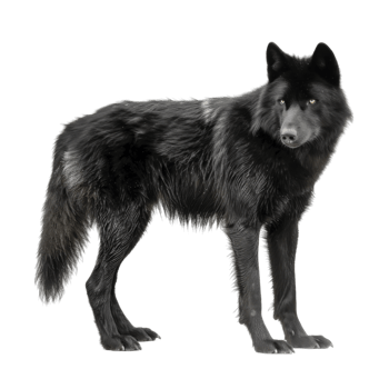 Black Wolf Standing Against a Dark Background png