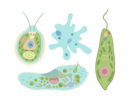 Illustration set of unicellular organisms. Study of biology. Amoeba proteus and infusoria.The structure of Evlena green and Chlamydomonas. vector