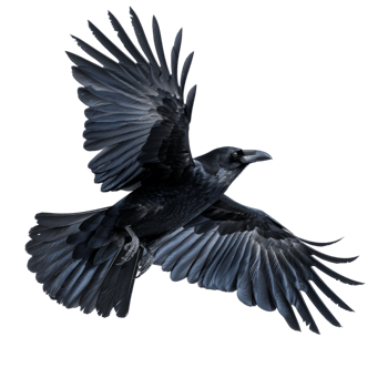 Black Raven in Flight with Wings Spread png
