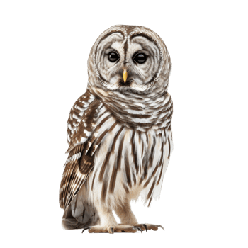 A Barred Owl with Brown and White Feathers and Sharp Talons png