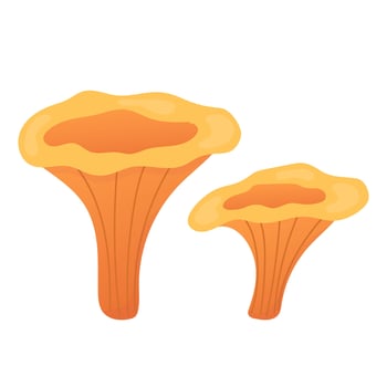 Chanterelles cartoon illustration. Edible mushroom. Isolated on white. vector
