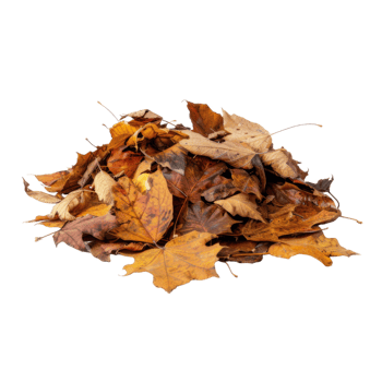 A Pile of Dried Autumn Leaves png