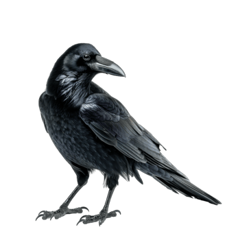 A Detailed Illustration of a Black Raven Perched on a Branch png