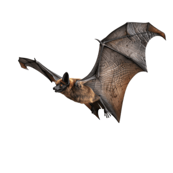 A brown bat in mid-flight with its wings extended png