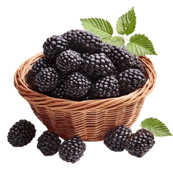 Blackberries in a basket with leaves png