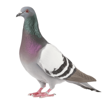 A pigeon with a white and purple head png