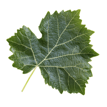 Textured green grape leaf with veins, transparent png