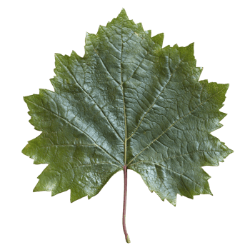 Large green maple leaf on a white background, transparent png
