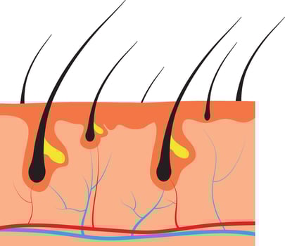 illustration of human hair diagram. Piece of human skin and all structure of hair on the white background. Medical Treatment of baldness, hair removal concept. vector