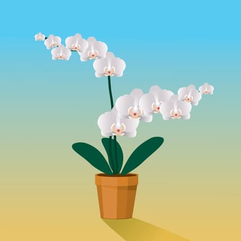 A white Orchidaceae plant in a terracotta pot vector