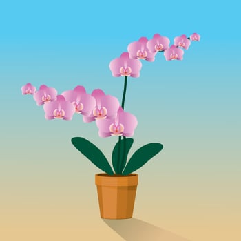 A pink Orchidaceae plant in a terracotta pot vector