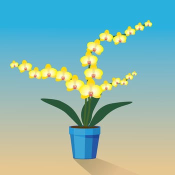 A yellow Orchidaceae plant in a blue pot vector