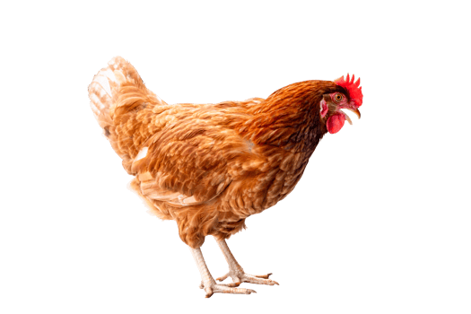 Chicken, Full body of brown chicken hen standing isolated transparent background, Laying hens farmers concept. File png