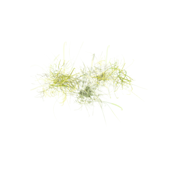 Top view of Wild field grass isolated on canvas png