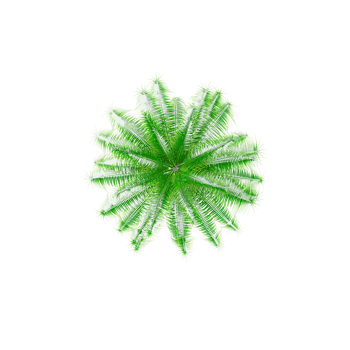 3d illustration of Lodoicea maldivica plant isolated on transparent canvas from top view png