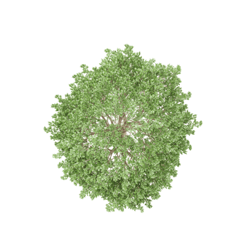 Topview of crack willow tree in transparent Canvas png