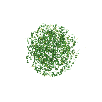 Top view of grass isolated on transparent Canvas png