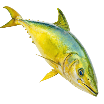 Yellowfin tuna swimming in clear blue water isolated transparent png