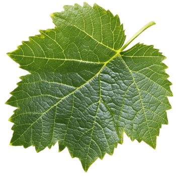 Fresh green grape leaf close up under bright light isolated transparent png