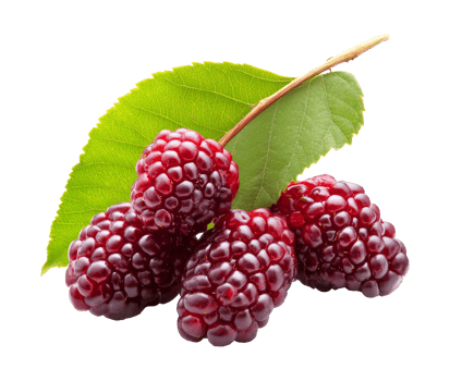 Freshly harvested berries close to a green leaf isolated transparent png