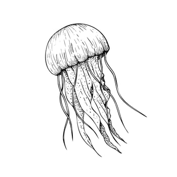 beautiful jellyfish. Hand painted line sketch. Graphic clip art isolated on background. Underwater illustration. For designers, invitations, decoration, postcards, wrapping paper, scrapbooking vector