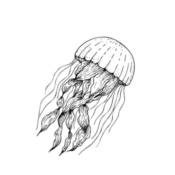 beautiful jellyfish. Hand painted line sketch. Graphic clip art isolated on background. Underwater illustration. For designers, invitations, decoration, postcards, wrapping paper, scrapbooking vector