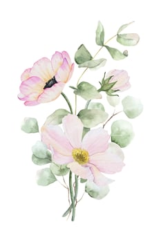 Bouquet of Anemone and Cosmea flowers and eucalyptus leaves. Isolated hand drawn watercolor illustration. Summer floral design for wedding invitations, cards, posters, packaging of goods vector