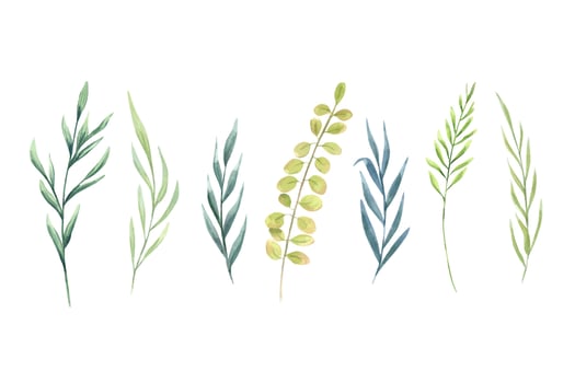 Set of watercolor herbs. Meadow wild plants. Provence abstract grass. Hand drawn illustration of field weeds. Clip art for decoration, template, cosmetic package vector