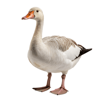 goose isolated on transparent background png