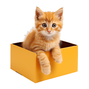 kitten sit in an orange box isolated on transparent background png