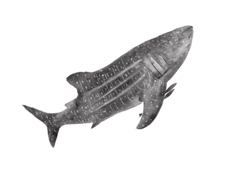 watercolor of whale shark isolated on background png